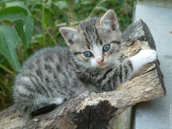 mon petit chat